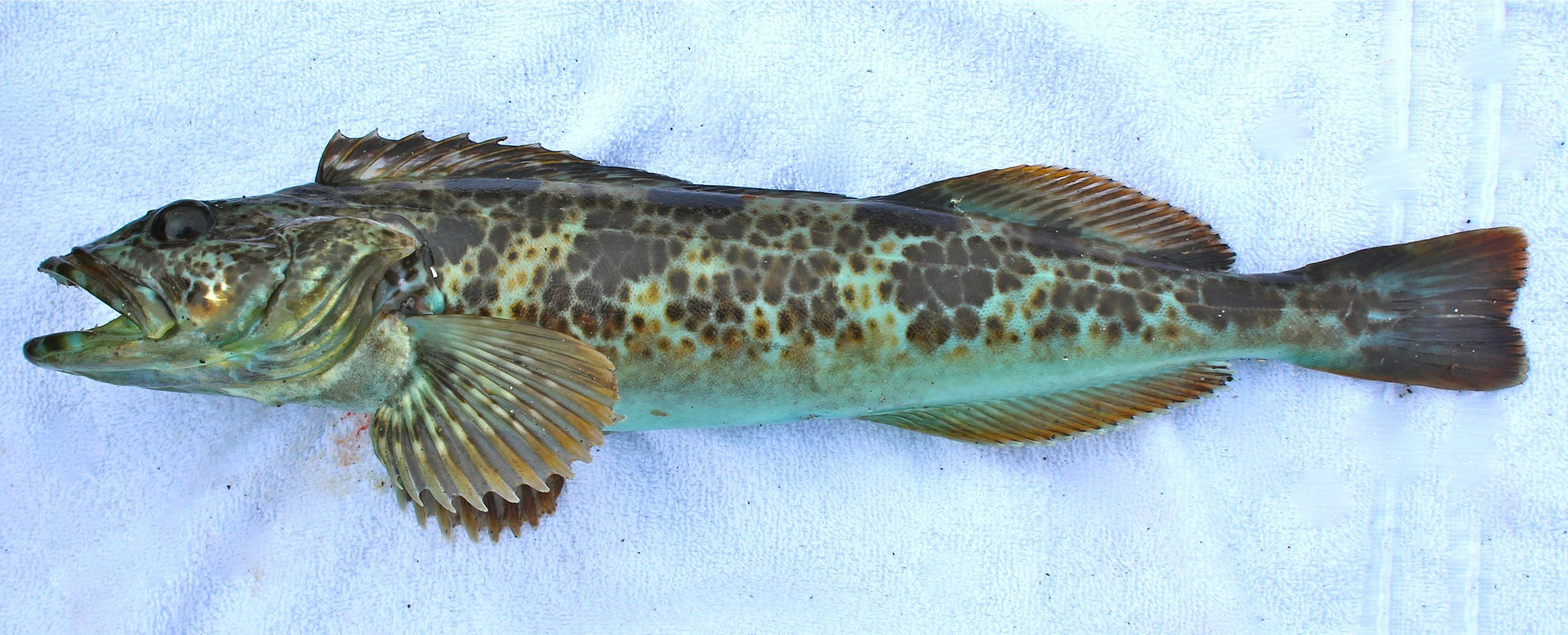 Fresh Blue Lingcod for Sale: Order Online, Fast Delivery!