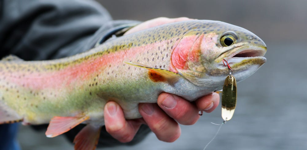 Cutthroat Trout Lures: Choosing the Right One for Success