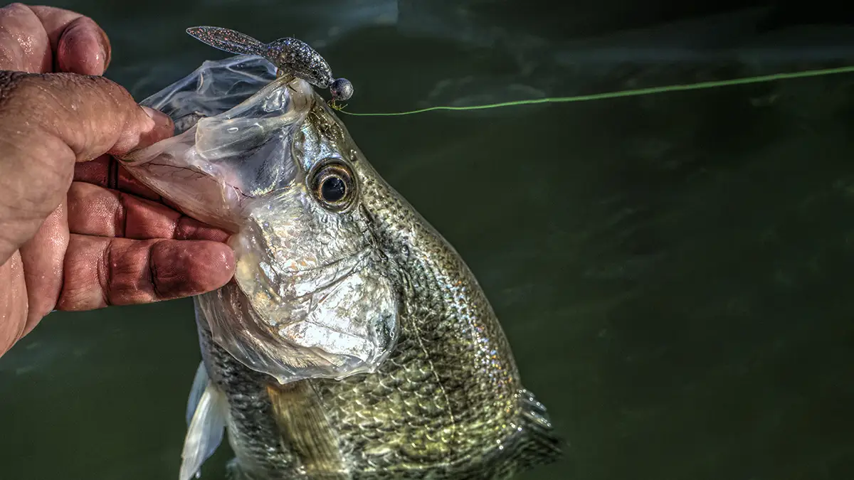 Dont Miss Out: Best Crappie Bait for Summer Fishing