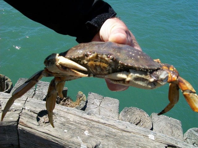 Beginners Guide to Camano Island Crabbing: Get Started Today