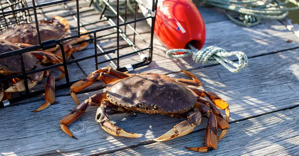 Top Picks: Finding the Best Crab Trap for Dungeness Crabbing