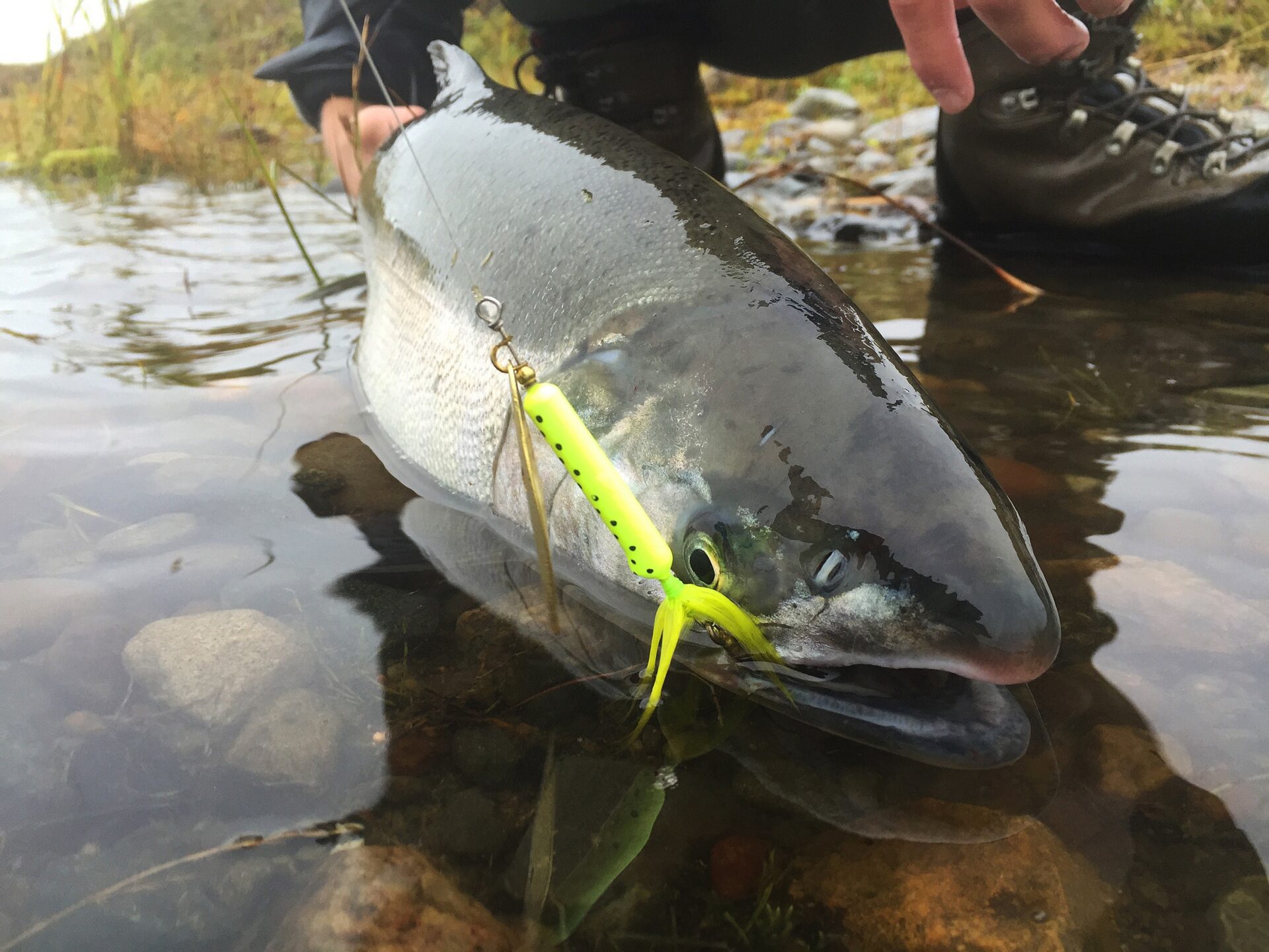 Shore Fishing for Salmon? These Lures Will Get You Bites