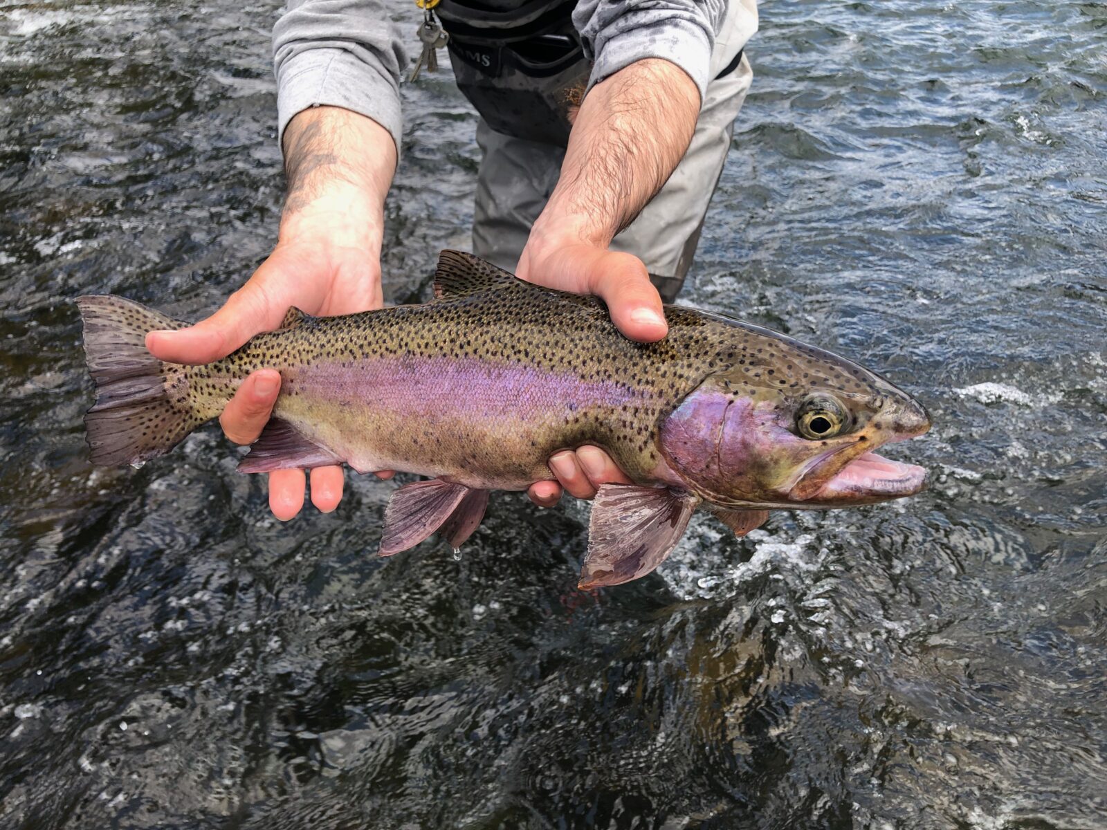 Fishing the Little Deschutes River: Tips and Tricks for Beginners