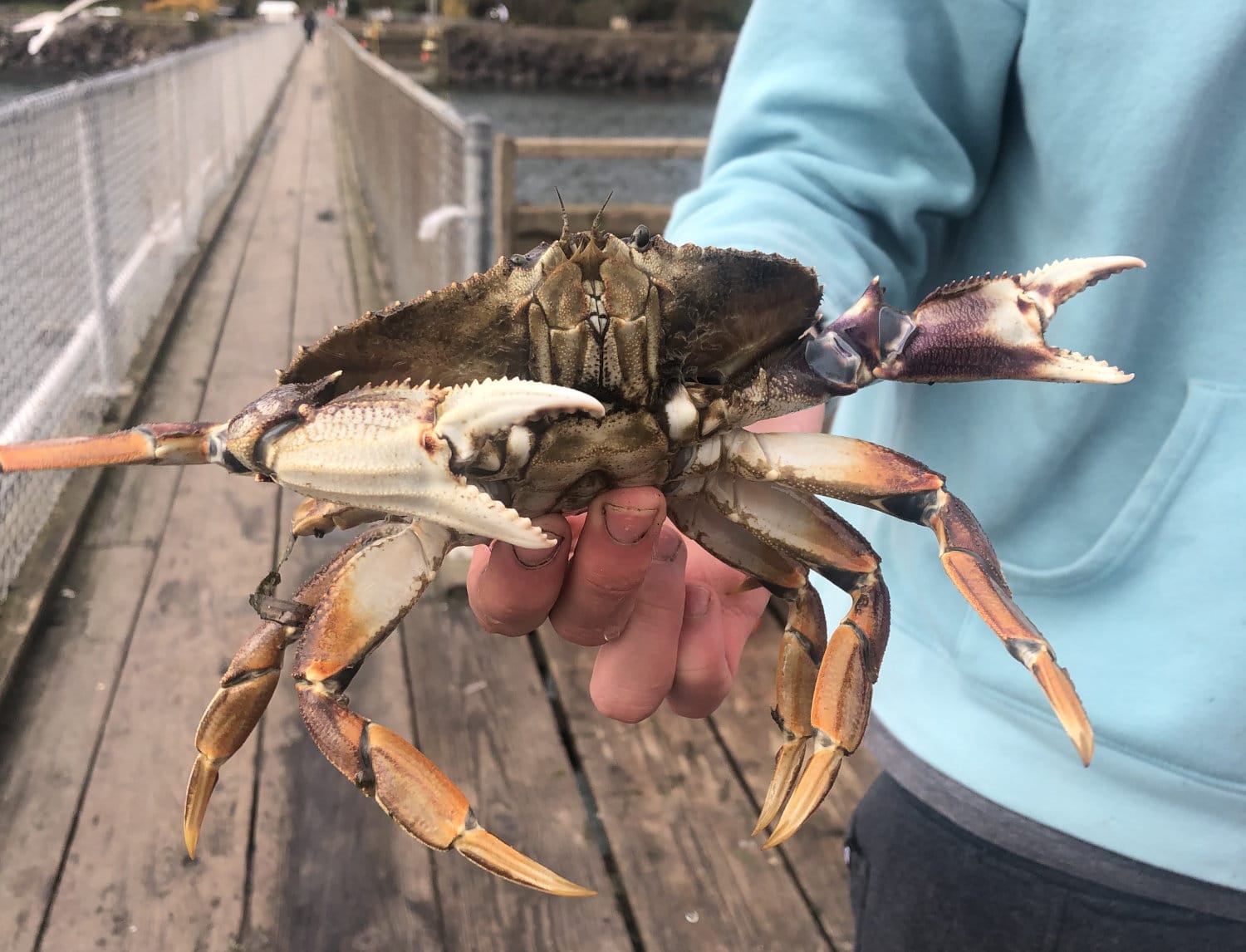 Check the Newport Crabbing Report Before You Head Out to Crab