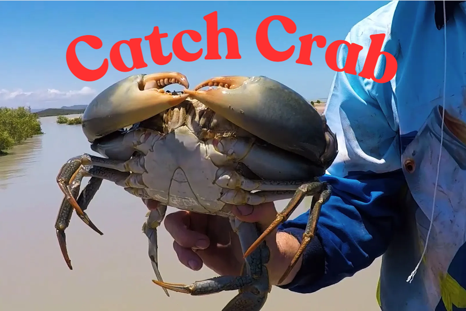 How to Catch Crabs in a Crab Trap: A Beginners Guide