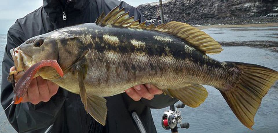 Quick Guide to Kelp Bass Size Limits and Regulations