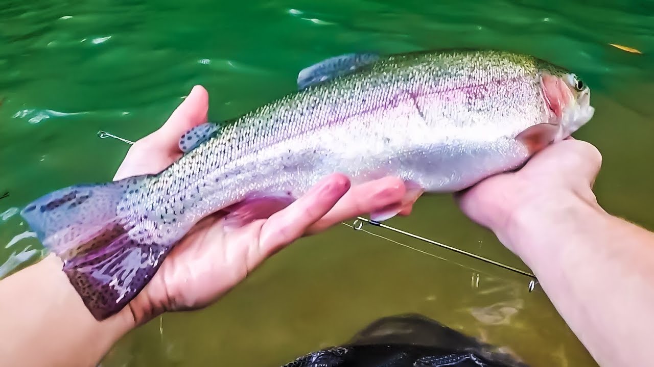 Trout Trapper Secrets: How to Catch Rainbows Like a Pro