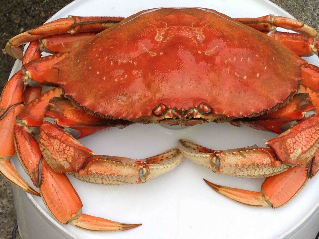 Beginners Guide to Camano Island Crabbing: Get Started Today