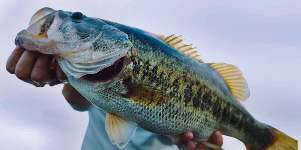 Expert Springtime Bass Fishing Tips: Chatterbaits for Active Bass