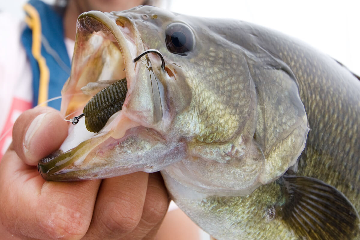 Sharpen Your Bass Fishing Game: Must-Have Fish Hooks