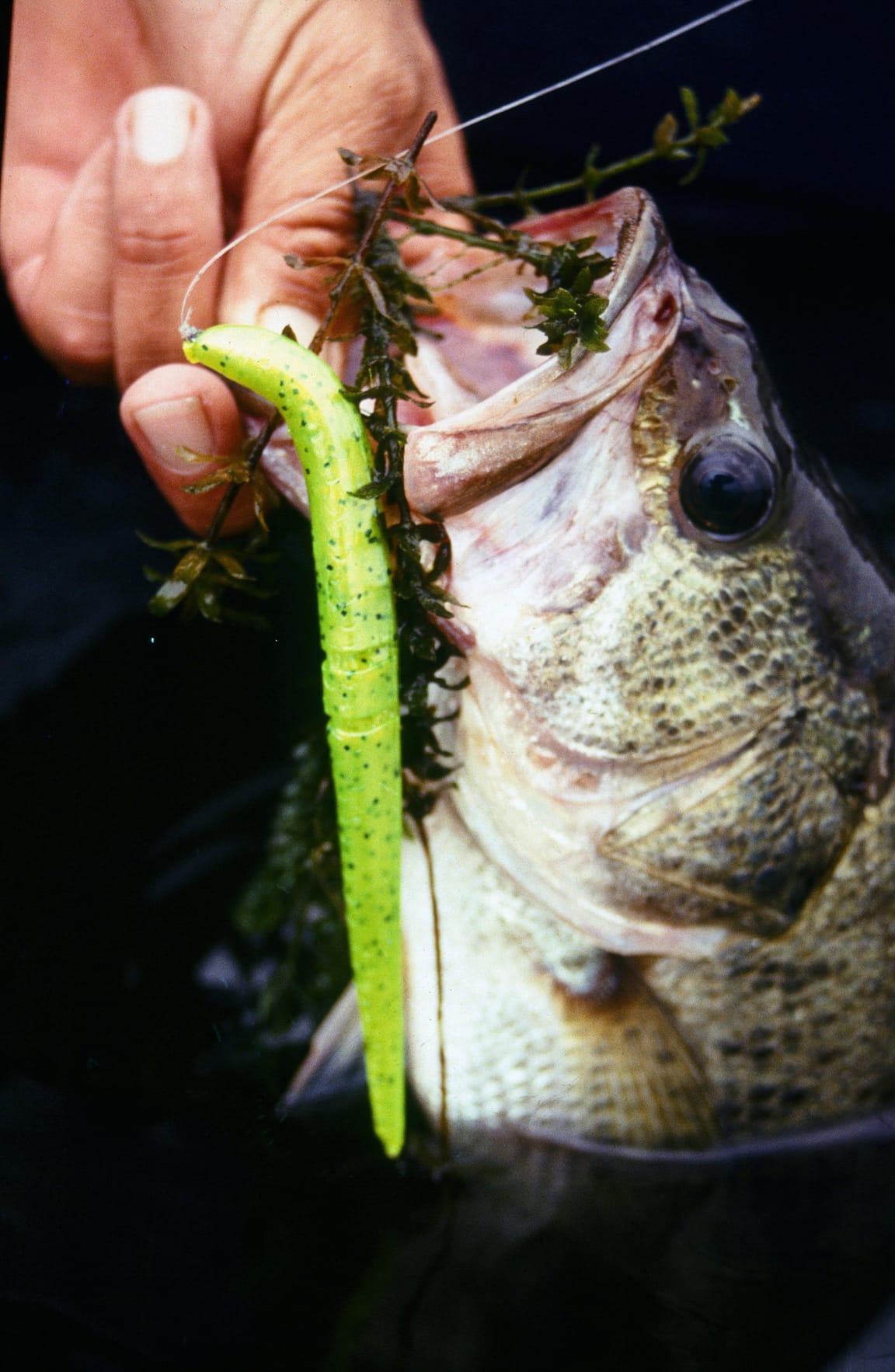 Worm Baits for Fishing: Getting Started with the Basics