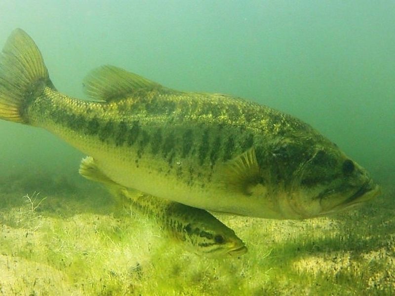 The Impact of Largemouth Bass Spawning Temp on Your Fishing