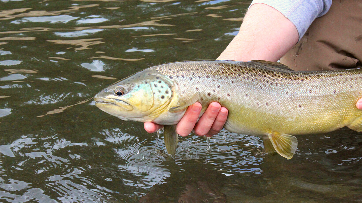 Secrets to Successful Fishing on the Upper Deschutes