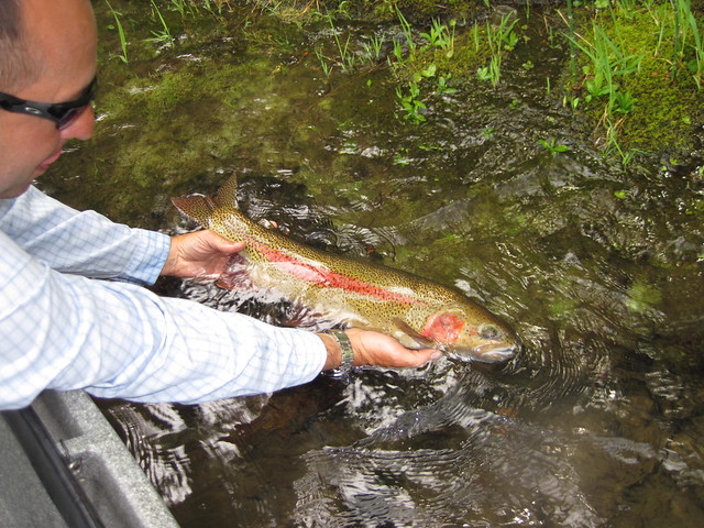 Find the Best Spots for Fly Fishing McKenzie River Oregon