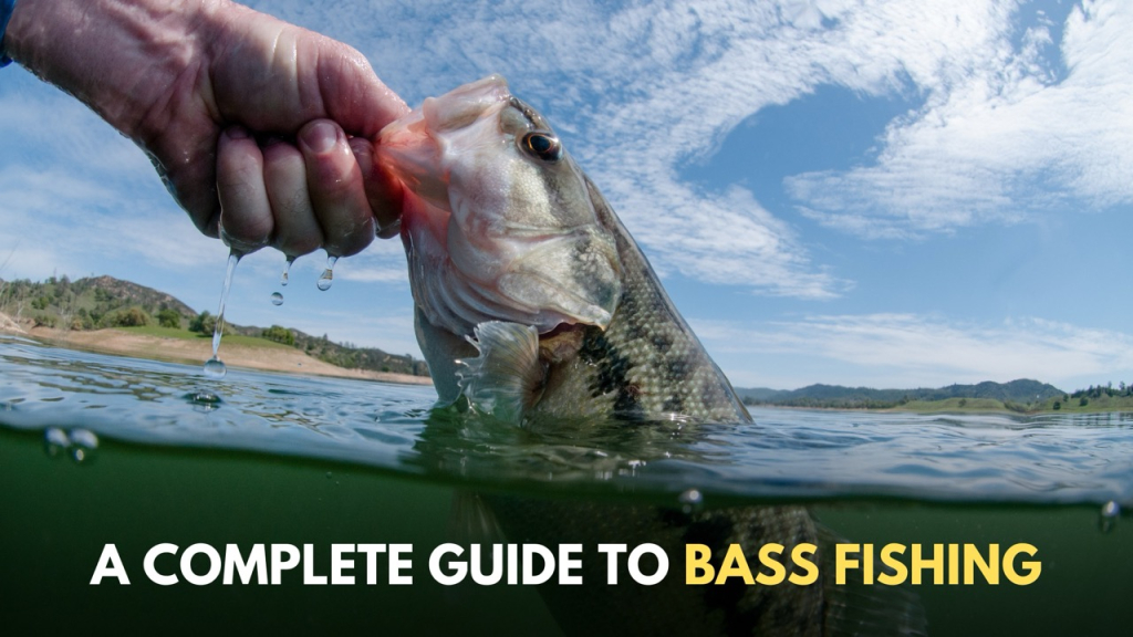 Fall Bass Pond Fishing Tactics: Proven Strategies to Hook Up