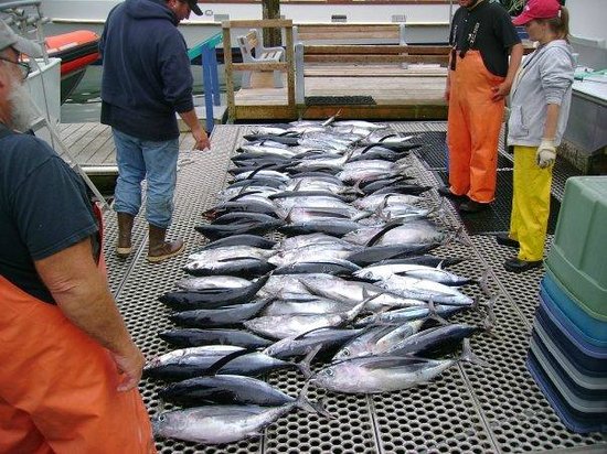 Oregon Tuna Fishing Season: What You Need to Know