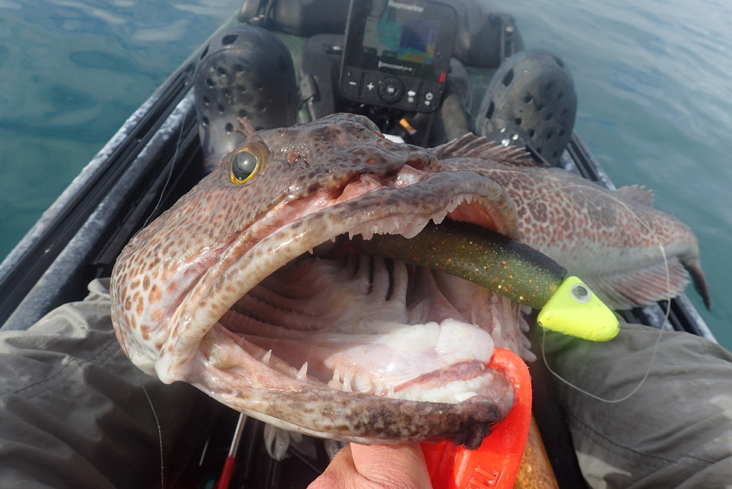 Lingcod Bait Secrets: Tips and Tricks to Catch More