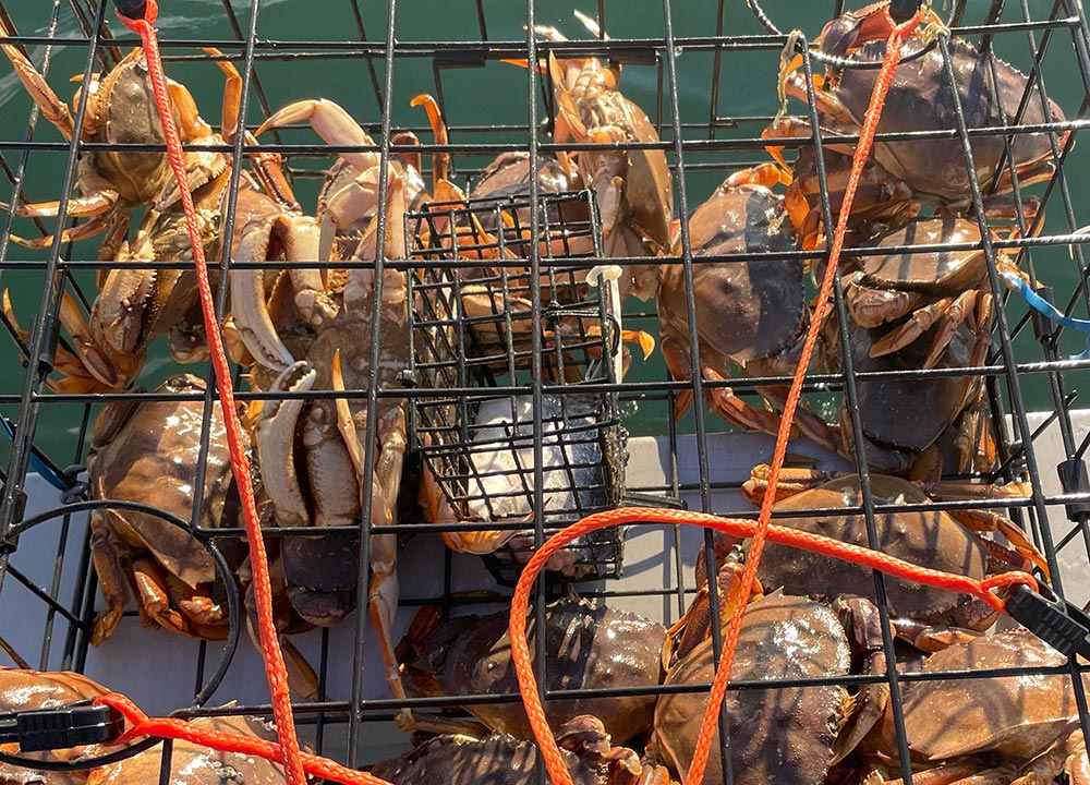 Vancouver Crabbing Tips: How to Catch Delicious Crabs