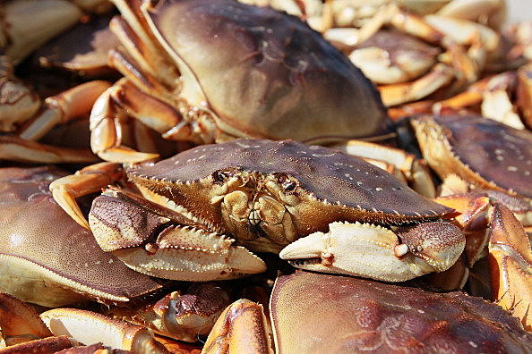 NJ Crabbing Reports: Get the Scoop Before You Go