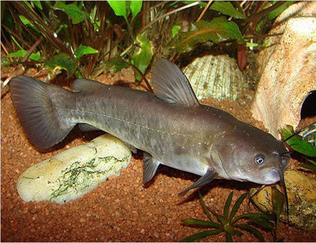 Live Brown Bullhead Catfish For Sale: Get Yours Today